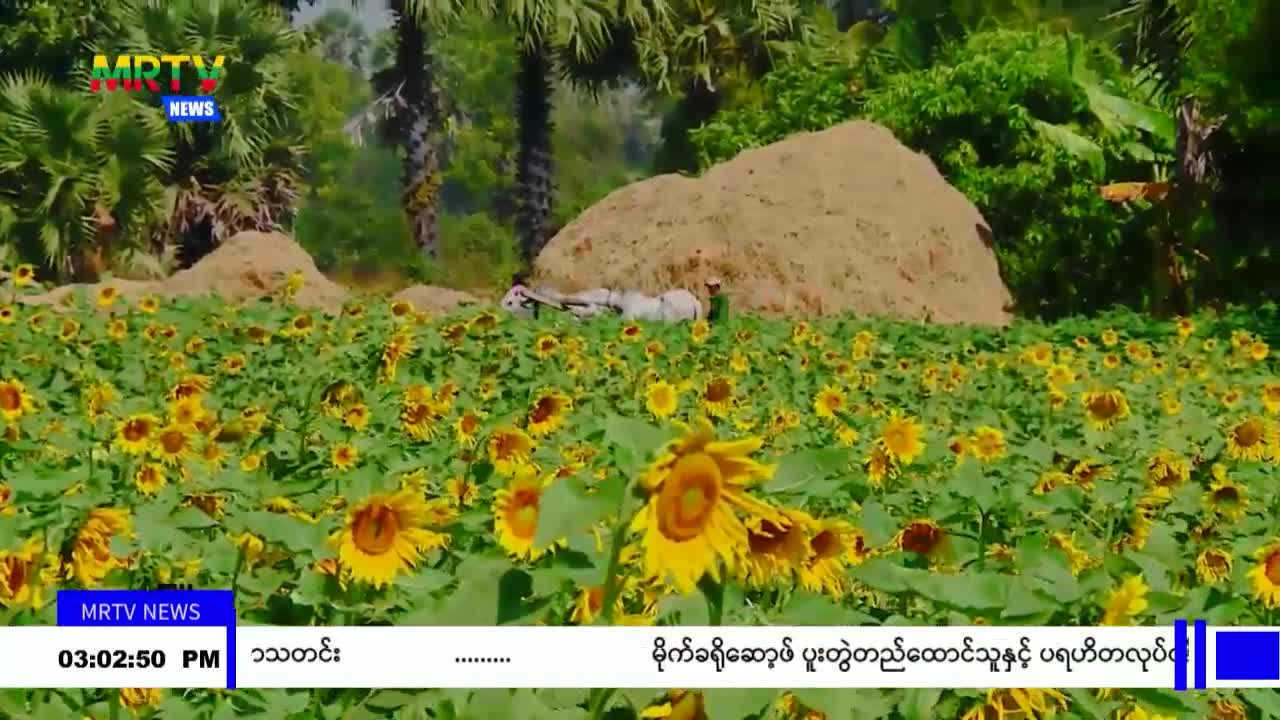 ပျားမွေးမြူရေးလုပ်ငန်းသည် နှစ်ပတ်လည်လုပ်ငန်းတစ်ခုဖြစ်ပြီး တစ်နိ...