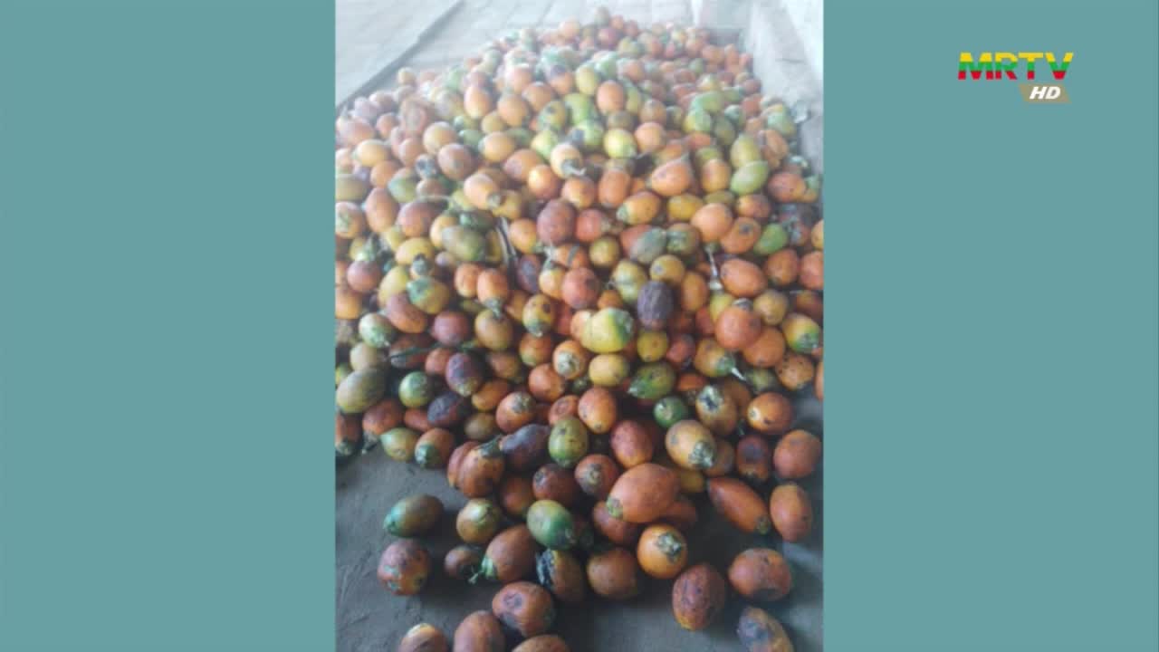ကရင်ပြည်နယ်၊ ဘောဂလိမြို့တွင် ကွမ်းသီးအစိုရောင်းချသည့်လုပ်ငန်းဖြ...